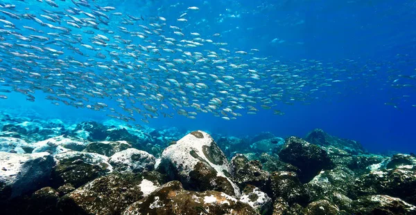 Resifin Üzerindeki Balık Sürülerinin Güzel Işık Altında Çekilmiş Sualtı Fotoğrafı — Stok fotoğraf