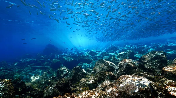 Чудова Дивовижна Підводна Фотографія Риб Будує Дах Над Рифом Променях — стокове фото