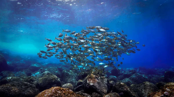 Unterwasseraufnahme Eines Fischschwärms Riff Von Einem Tauchgang Auf Den Kanarischen — Stockfoto