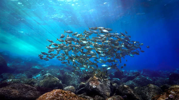 Unterwasserfotos Von Fischschwärmen Lichtstrahlen Von Einem Tauchgang Auf Den Kanarischen — Stockfoto