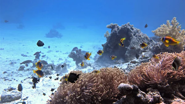海底的海葵和小丑鱼在珊瑚礁的照片 从埃及红海的水肺潜水中 — 图库照片
