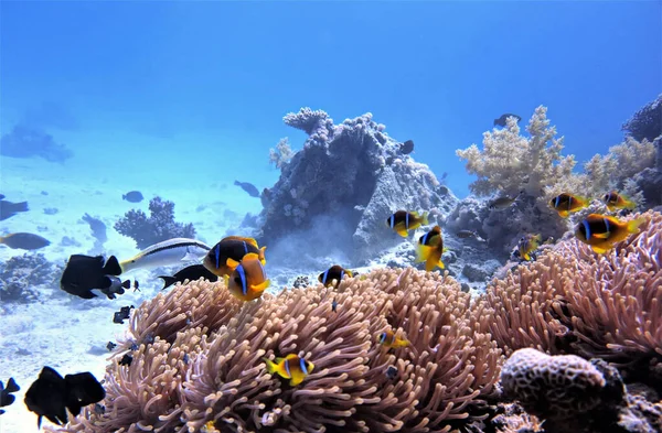 Foto Subaquática Peixes Anêmona Recife Coral Mergulho Mar Vermelho Egito — Fotografia de Stock