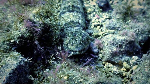 Photo Sous Marine Poisson Lézard Une Plongée Sous Marine Aux — Photo