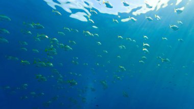 Işık huzmesindeki maça balığı sürülerinin sualtı fotoğrafı. Tayland 'daki bir dalıştan..