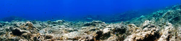 Panorama Underwater Photo Reef Підводного Плавання Канарських Островах Атлантичного Океану — стокове фото