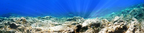 Panorama Foto Submarina Arrecife Desde Una Inmersión Las Islas Canarias — Foto de Stock