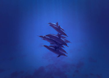 Işık huzmesindeki vahşi yunusların sualtı fotoğrafı. Mısır 'daki Kızıl Deniz' deki bir dalıştan.. 