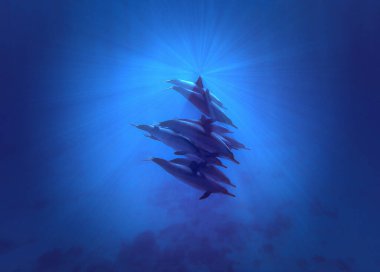 Underwater photo of Spinner dolphins in beautiful light. From a scuba dive in the Red sea in Egypt.  