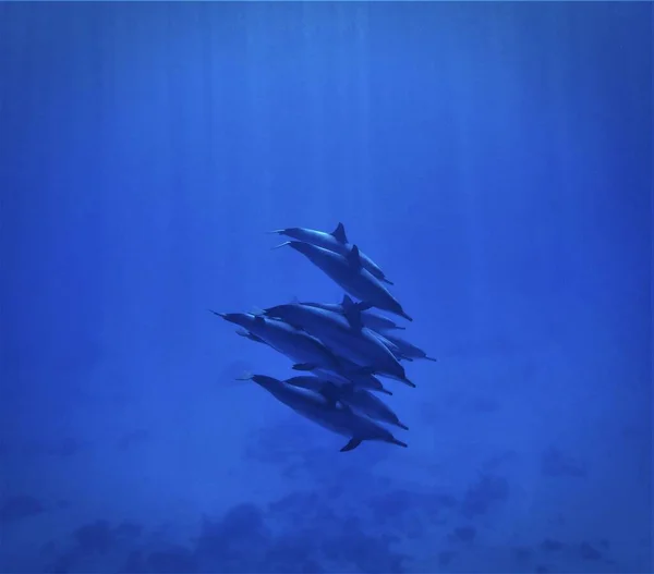 Подводное Фото Диких Дельфинов Лучах Света Подводного Плавания Красном Море — стоковое фото