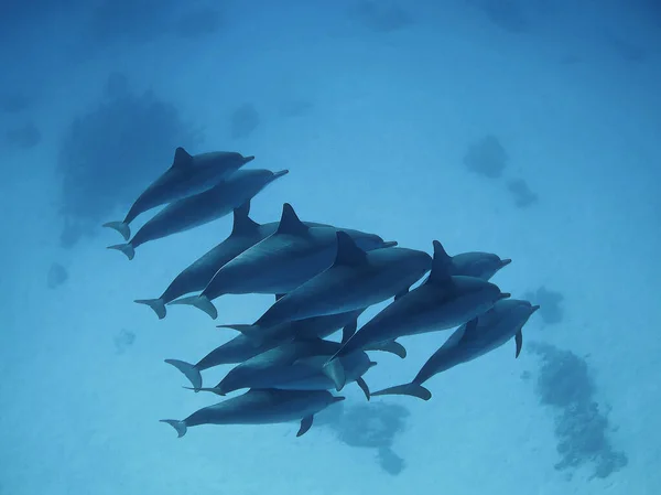 Foto Submarina Delfines Salvajes Desde Buceo Mar Rojo Egipto — Foto de Stock