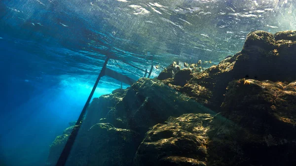 Víz Alatti Fotó Óceáni Életről Lépcső Alatt Óceánba Búvárkodás Kanári — Stock Fotó