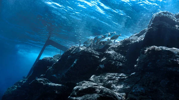 Foto Subaquática Vida Oceânica Debaixo Das Escadas Até Oceano Mergulho — Fotografia de Stock