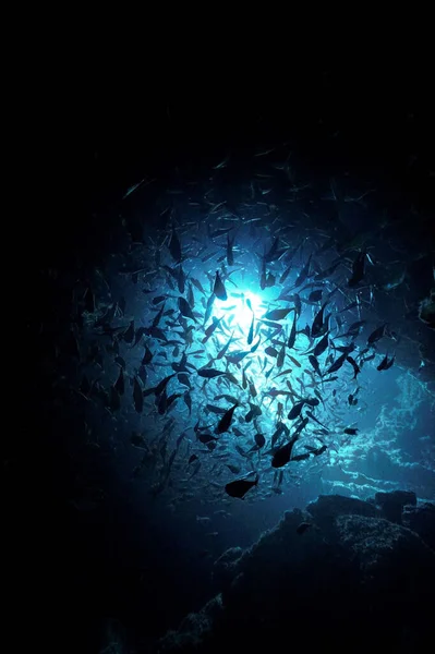 Undervattensfoto Fiskstim Grotta Ljus Från Ett Dyk Thailand — Stockfoto
