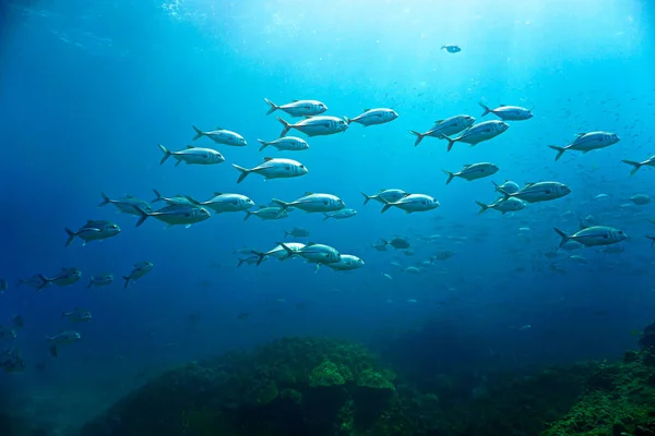 Foto Submarina Escuela Los Peces Trevally Desde Una Inmersión Tailandia — Foto de Stock