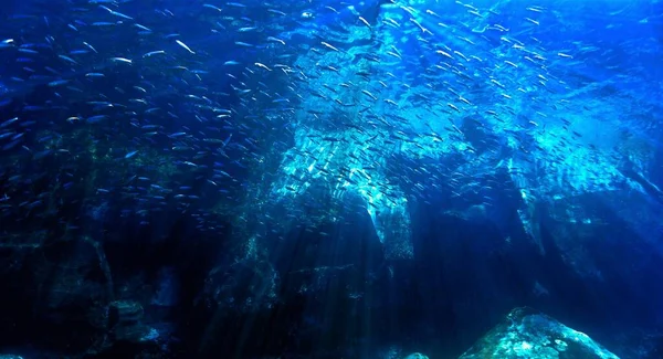 Onderwaterlandschap Van Een Duik Canarische Eilanden Atlantische Oceaan Spanje — Stockfoto