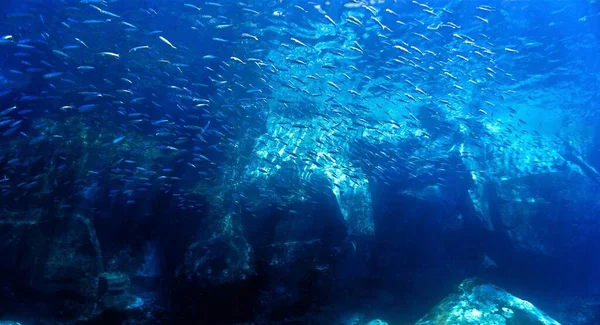 Atlantik Okyanusu Ndaki Kanarya Adaları Ndaki Bir Tüplü Dalıştan Sualtı — Stok fotoğraf