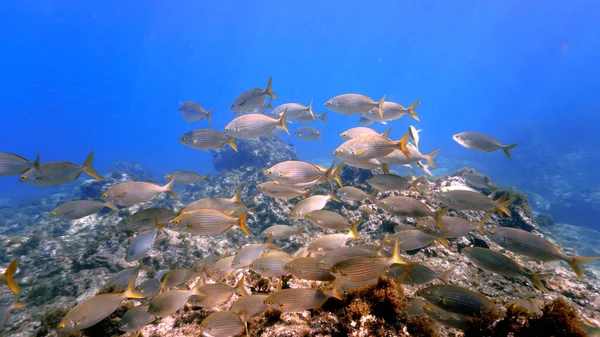 Underwater Photo School Fish Salemas Scuba Dive Canary Islands Atlantic — Fotografia de Stock