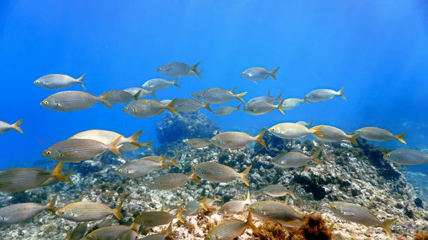 Underwater Photo School Fish Salemas Scuba Dive Canary Islands Atlantic — Fotografia de Stock