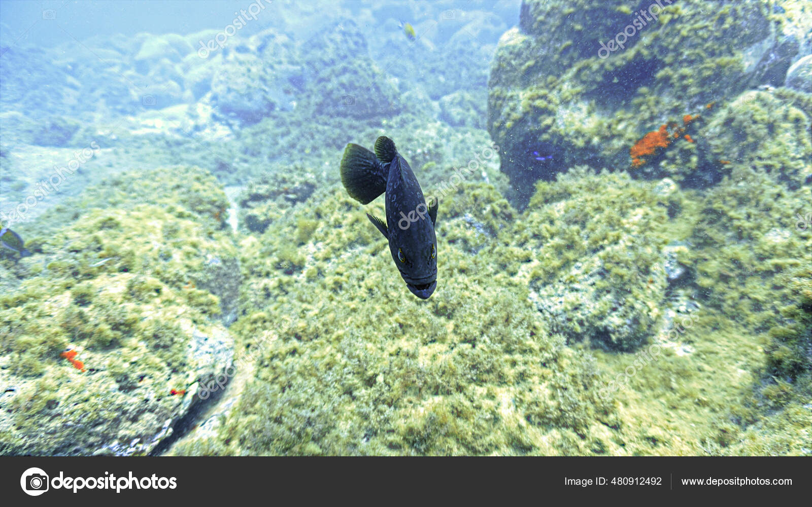 Piranha Fiskedrepere Angriper Store Tenner Munnen Til Rovfisk Hopp  Realistisk – stockfoto © sproutnft@gmail.com #369294534, image size:1600x1000