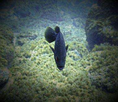 Grouper balığının sualtı fotoğrafı. Atlantik Okyanusu 'ndaki Kanarya Adaları' ndaki bir dalıştan..