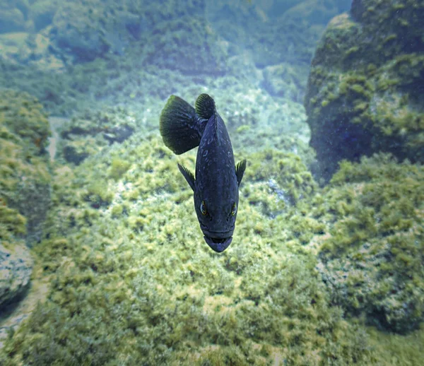 Foto Submarina Peces Grouper Territoriales Desde Una Inmersión Las Islas —  Fotos de Stock