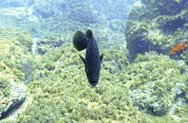 Photo Sous Marine Poisson Mérou Territorial Une Plongée Sous Marine — Photo