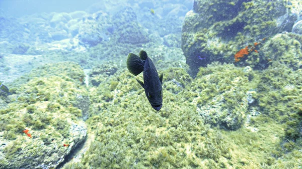 Foto Submarina Peces Grouper Territoriales Desde Una Inmersión Las Islas — Foto de Stock