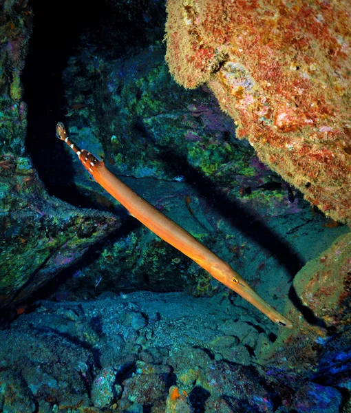 Foto Subaquática Peixe Trompete Mergulho Nas Ilhas Canárias Oceano Atlântico — Fotografia de Stock