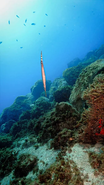 Podvodní Fotka Trumpety Útesu Potápění Kanárských Ostrovech Atlantském Oceánu Španělsko — Stock fotografie