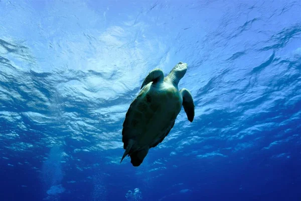 Podvodní Fotka Mořské Želvy Potápění Kanárských Ostrovech Atlantském Oceánu — Stock fotografie