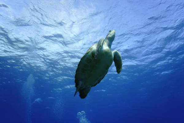 Foto Submarina Una Tortuga Marina Desde Una Inmersión Las Islas — Foto de Stock