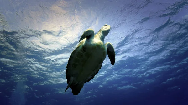 Deniz Kaplumbağasının Sualtı Fotoğrafı Atlantik Okyanusu Ndaki Kanarya Adaları Ndaki — Stok fotoğraf