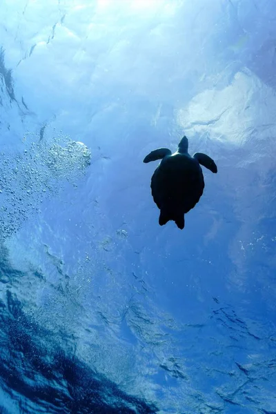 Podvodní Fotka Mořské Želvy Potápění Kanárských Ostrovech Atlantském Oceánu — Stock fotografie