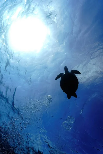 Podvodní Fotka Mořské Želvy Potápění Kanárských Ostrovech Atlantském Oceánu — Stock fotografie