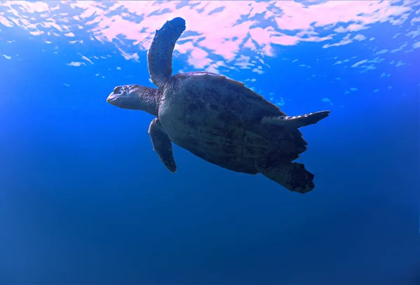 海龟的水下照片 在大西洋的加那利群岛跳水 — 图库照片