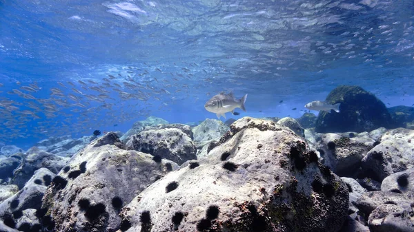 Hermosa Foto Submarina Luz Azul Arrecife Peces Desde Una Inmersión — Foto de Stock