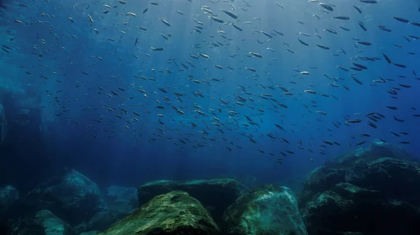 Подводная Фотошкола Рыб Волшебном Свете Подводного Погружения Канарских Островах Атлантическом — стоковое фото