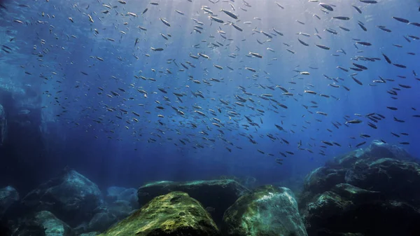 Підводні Фотошколи Риб Магічному Світлі Підводного Плавання Канарських Островах Атлантичного — стокове фото