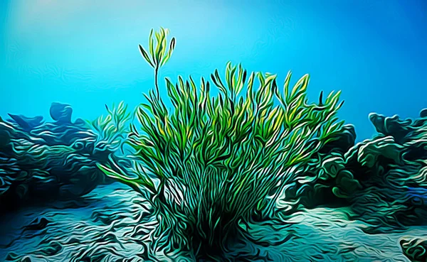 珊瑚礁水下植物图解 — 图库照片