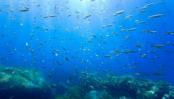 Derin Mavi Okyanustaki Balık Sürülerinin Sualtı Fotoğrafı Atlantik Okyanusu Ndaki — Stok fotoğraf