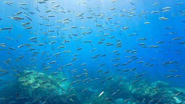 Unterwasserfotos Von Fischschwärmen Tiefblauen Ozean Von Einem Tauchgang Auf Den — Stockfoto