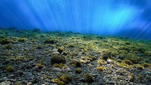 Подводное Фото Пейзажа Волшебном Свете Подводного Погружения Канарских Островах Атлантическом — стоковое фото