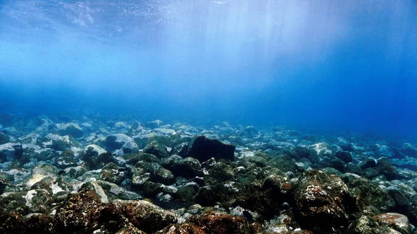Underwater Photo Beautiful Scenery Reef Scuba Dive Canary Islands Atlantic — 图库照片