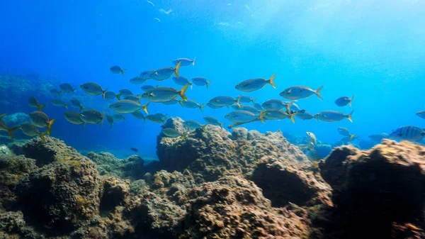 Underwater Photo Schools Fish Reef Scuba Dive Canary Islands Atlantic — Foto de Stock