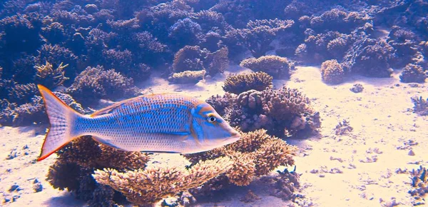 Foto Submarina Del Pez Twin Spot Snapper Arrecife Coral Desde —  Fotos de Stock