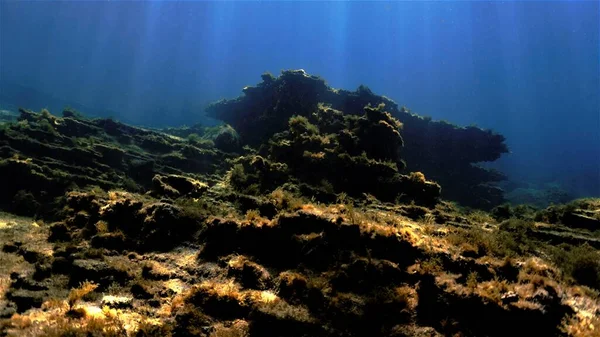 Prachtig Onderwaterlandschap Lichtstralen Van Een Duik Canarische Eilanden Atlantische Oceaan — Stockfoto