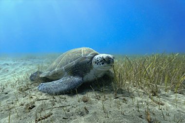 Kocaman yeşil deniz kaplumbağasının su altındaki güzel fotoğrafı. Atlantik Okyanusu 'ndaki Kanarya Adaları' ndaki bir dalıştan..