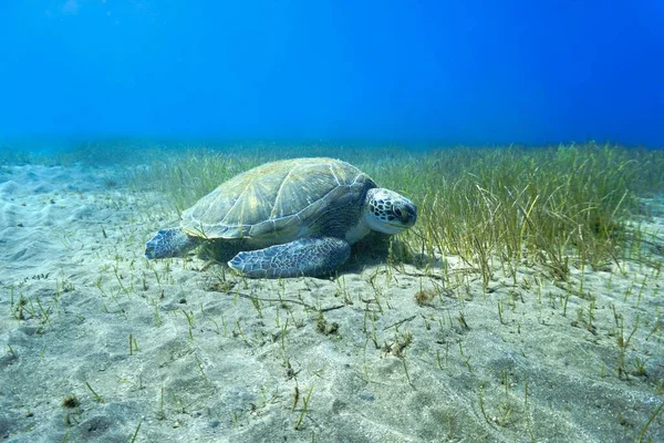 Чудове Підводне Фото Величезної Зеленої Морської Черепахи Підводного Плавання Канарських — стокове фото