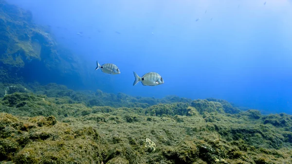 Podvodní Fotografie Bílých Mořských Řas Potápění Kanárských Ostrovech Atlantském Oceánu — Stock fotografie
