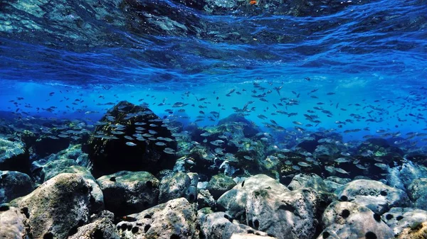 Стрибки Акваріум Підводне Фото Підводного Плавання Канарських Островах Атлантичному Океані — стокове фото